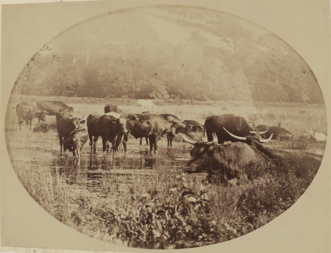 Boeufs au bord de l eau Anonyme Musée d Orsay