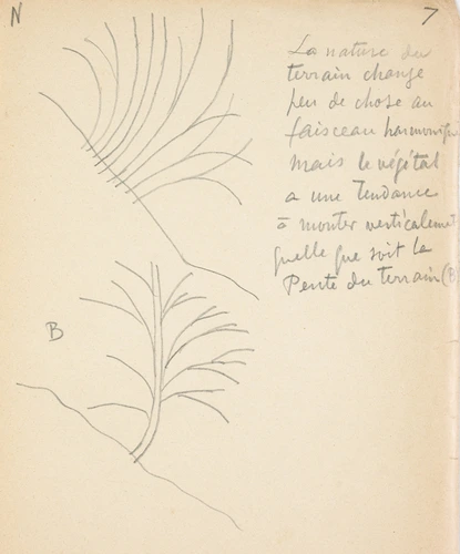 Arbres en pente - Eugène Grasset