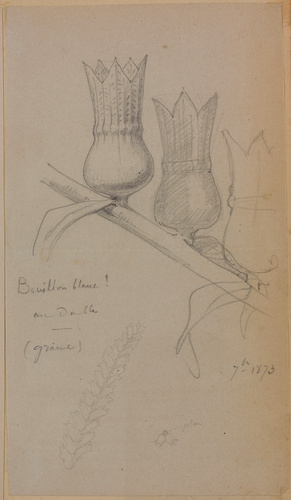 Victor Ruprich-Robert - Bouillon blanc