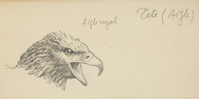 Eugène Grasset - Tête d'aigle royal de trois-quarts bouche ouverte
