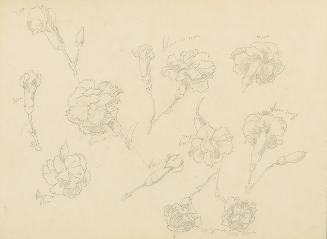 Claudius Popelin - Onze études de fleurs d'oeillet en bouton ou épanouies