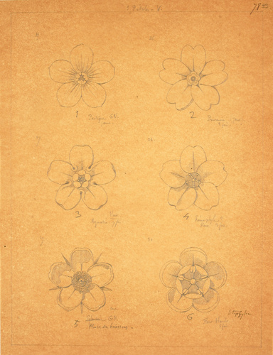 Victor Ruprich-Robert - 6 croquis de fleurs à 5 pétales, pastèque, primevère, my...
