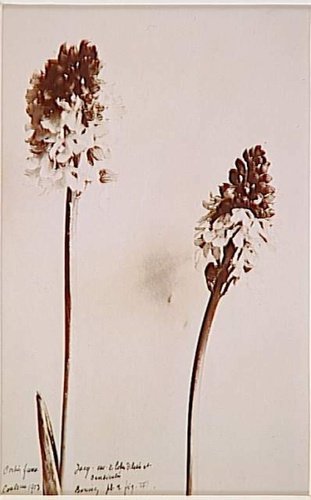 Anonyme - Deux tiges de fleurs