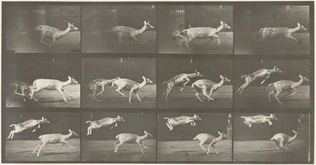 Eadweard Muybridge - Biches, course et sauts