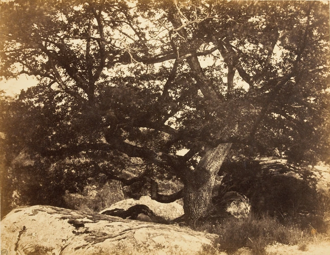 Eugène Cuvelier - Arbre et rocher à Fontainebleau