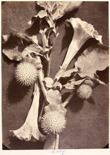 Charles Aubry - Liserons et chardons