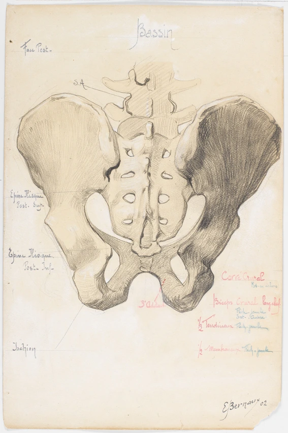 Dessin anatomique des os du bassin, vue dorsale - Emile Bernaux