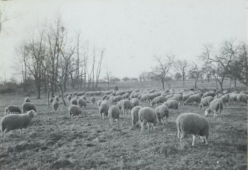 Charles Augustin Lhermitte - France, un troupeau de moutons dans la campagne