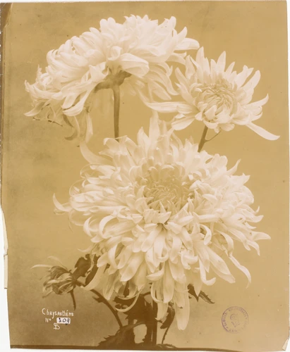 L. Ollivier - Chrysanthème