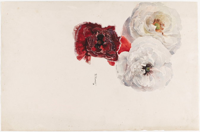 Fleurs de pavot