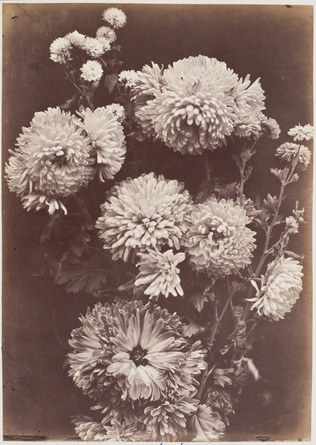 Charles Aubry - Reines-marguerites