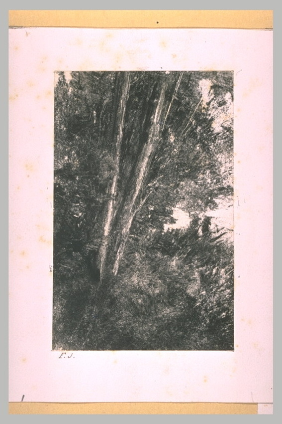 Frédérick Juncker - Arbres