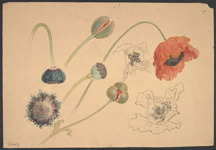 Emile Gallé - Coquelicot