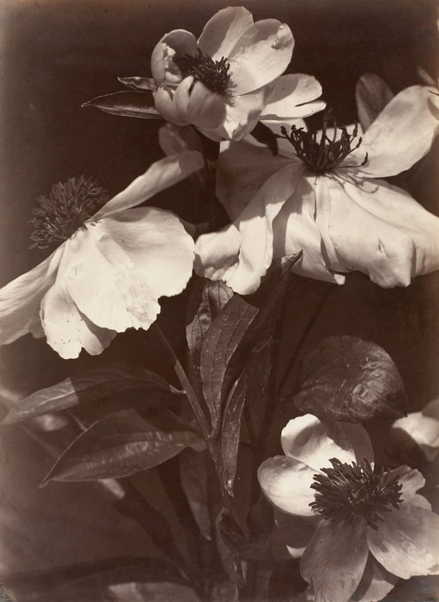 Charles Aubry - Anénomes en fleurs
