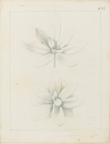 Victor Ruprich-Robert - Etude de feuilles de plantain et d'azalée