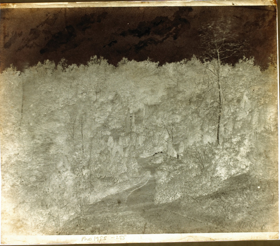Anonyme - Chemin en forêt