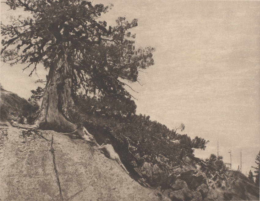 Anne Brigman - Dryads