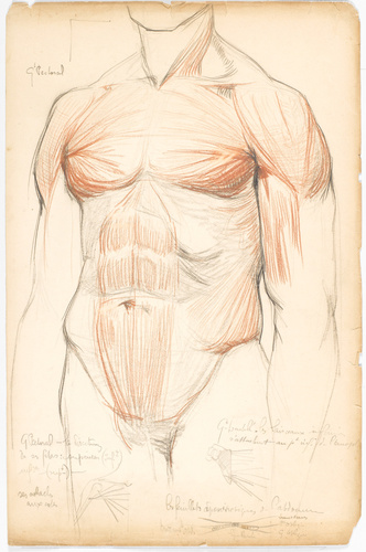 Emile Bernaux - Dessin anatomique des muscles du tronc d'un homme, vue ventrale