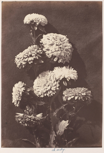 Charles Aubry - Huit zinnias