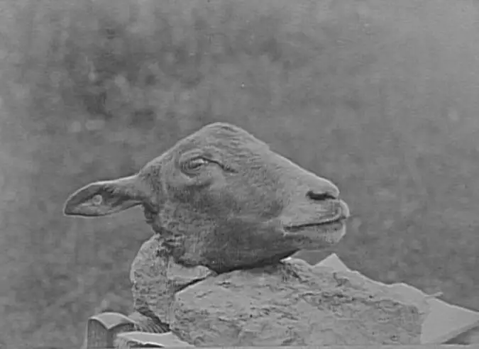 Anonyme - Têtes de moutons coupées
