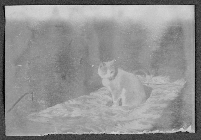 Pierre Bonnard - Le Chat au pelage bicoloré dressé sur un lit