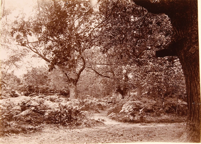 Henri Lemoine - Arbres, forêt de Fontainebleau