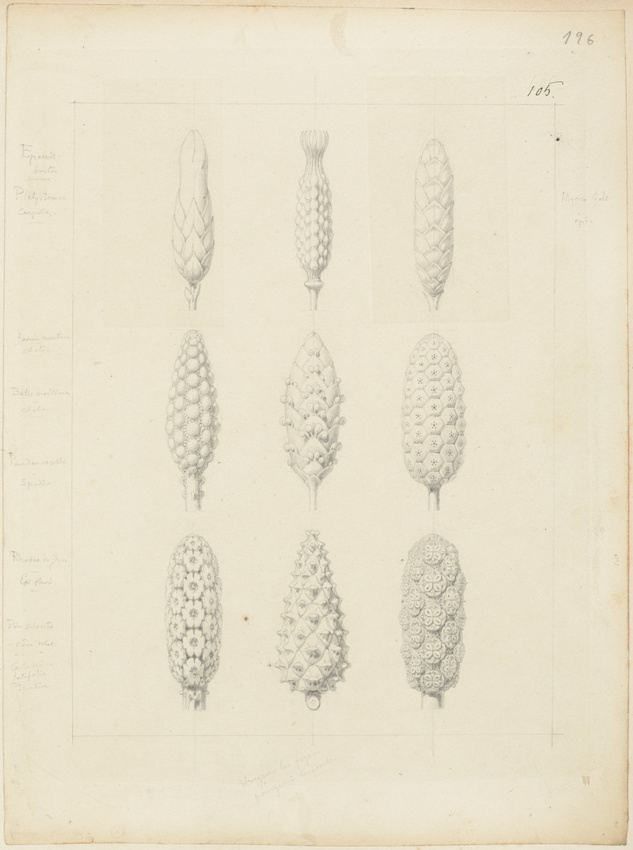 Victor Ruprich-Robert - Neuf études, bouton d'épocris, platystemon carpeles, épi...
