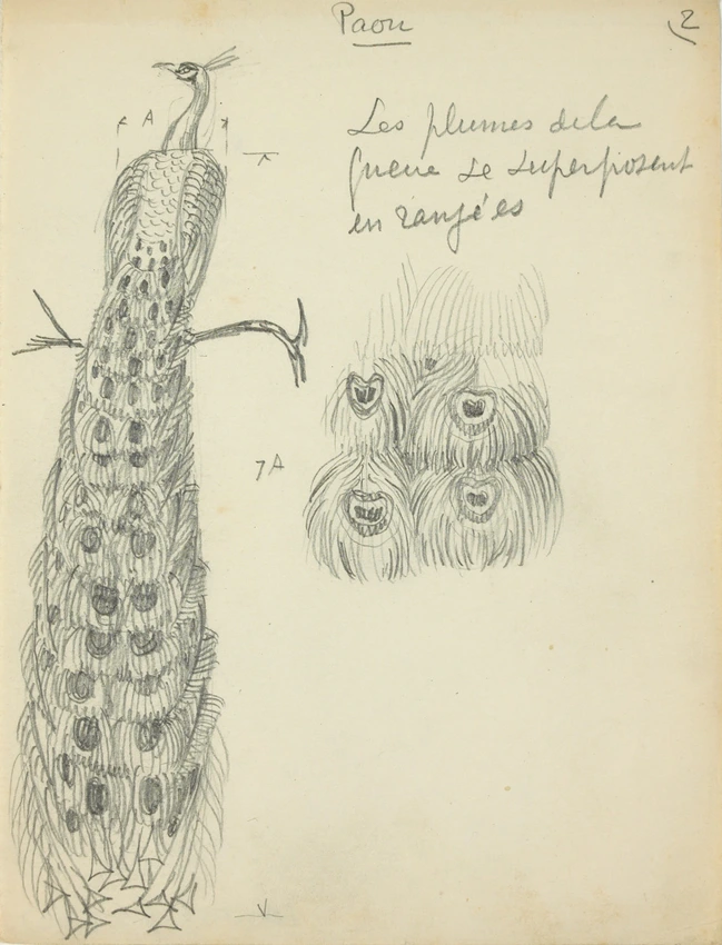 Eugène Grasset - Paon et plumes de paon