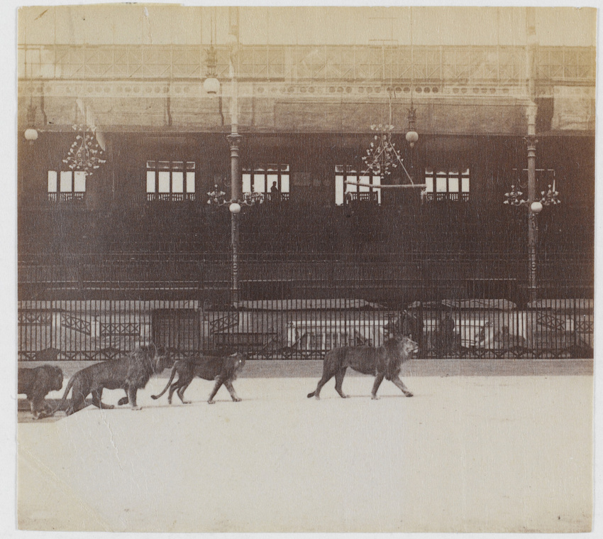 Albert Londe - Hippodrome de l'Alma, répétition de la pantomime Néron, les lions...