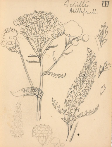 Eugène Grasset - Fleurs d'achillée mille-feuille