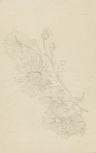Claudius Popelin - Etude d'une branche de chrysanthème en fleur