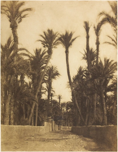 Pierre Emile Joseph Pécarrère - Palmiers en Afrique du Nord.