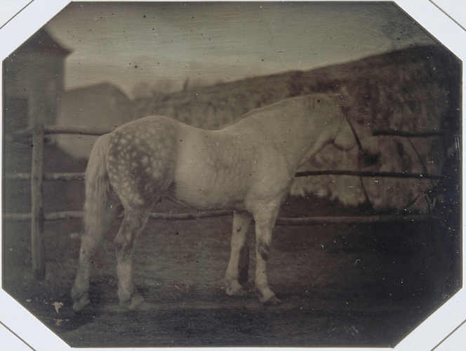 Louis Bisson - Etude : cheval blanc dans un enclos