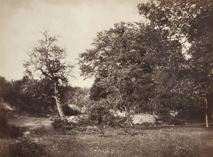 Forêt de Fontainebleau - Gustave Le Gray
