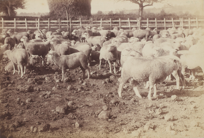 Anonyme - Moutons à la campagne