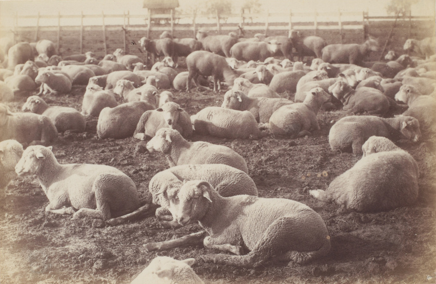 Anonyme - Moutons couchés
