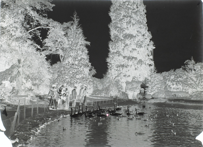 Henri Lemoine - Plan d'eau avec cygnes et canards, jardin d'acclimatation