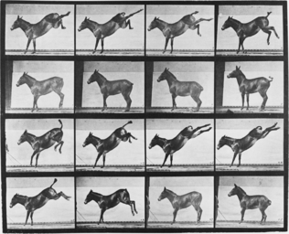 Eadweard Muybridge - Chronophotographie : Ruade d'un âne