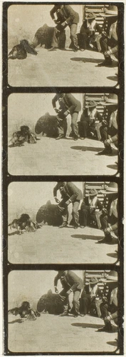 Plaque 3, film 26, combat de coqs - Auguste Lumière