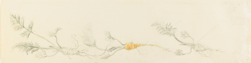 Emile Gallé - Modèle de décor pour un panier Carottes en faience : frise de troi...