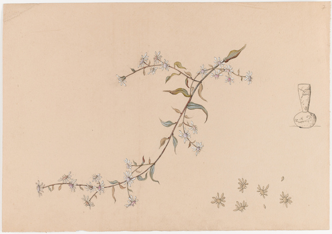 Emile Gallé - Fleurs et modèle de vase