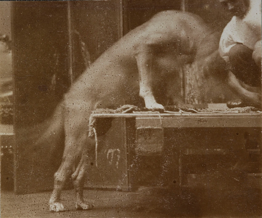 Chien grimpant sur une estrade ? - Jacques De Lalaing