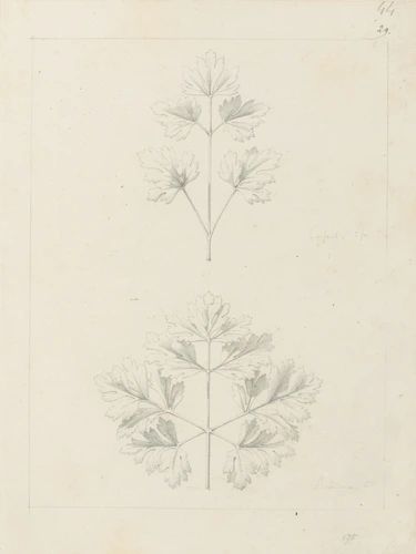 Etude de feuilles d'anémone et de cerfeuil - Victor Ruprich-Robert