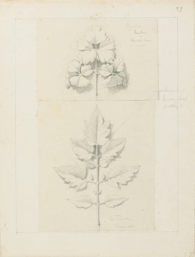 Etude de feuille de tomate, d'ancolie fleur bleue - Victor Ruprich-Robert