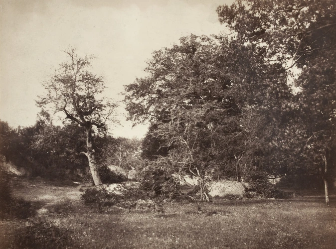 Gustave Le Gray - Forêt de Fontainebleau