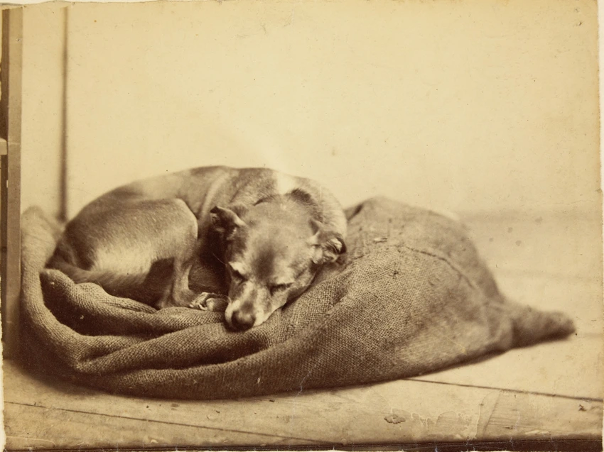 Un chien endormi - Edmond Lebel