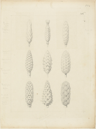 Victor Ruprich-Robert - Neuf études, bouton d'épocris, platystemon carpeles, épi...