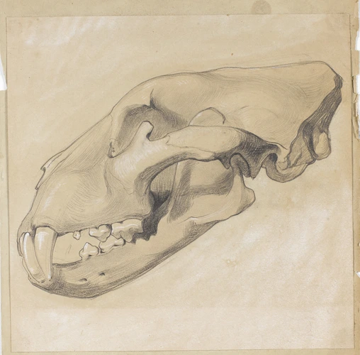 Emile Bernaux - Vue latérale gauche d'un crâne de tigre