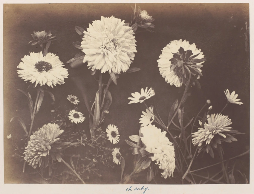 Charles Aubry - Asters et chrysanthèmes