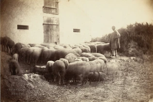 Constant Alexandre Famin - Berger et son troupeau